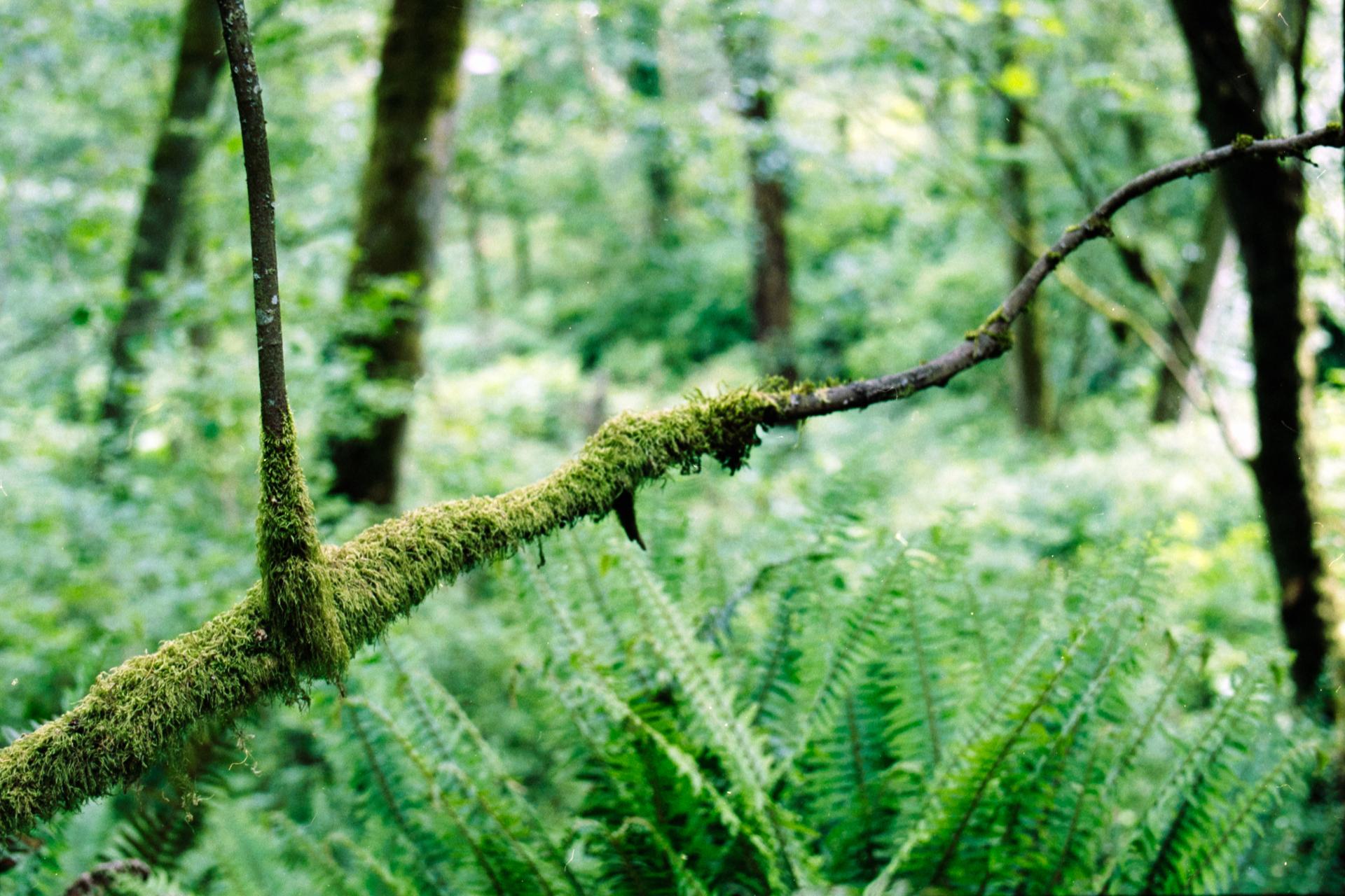 Thumbnail /2022 Seattle/Moos auf Ast.jpg